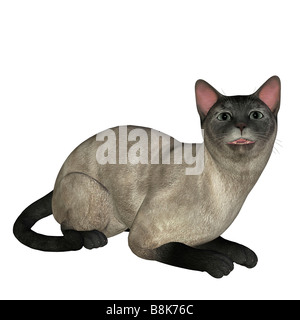 Siamese Cat sitting isolé sur fond blanc Banque D'Images