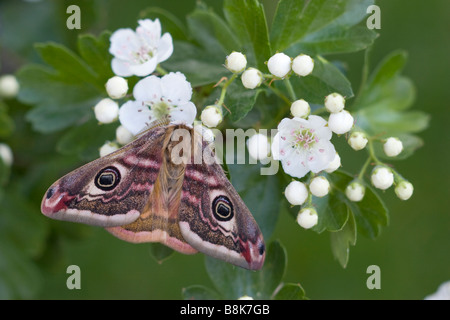 Saturnia pavonia Espèce d'empereur sur fleur d'aubépine Banque D'Images