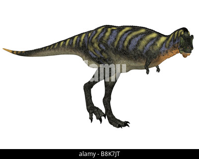 Dinosaure Aucasaurus isolé sur fond blanc Banque D'Images