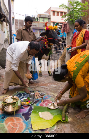 Inde Madurai Tamil Nadu Pongal Festival des récoltes traditionnelles préparation pongal à nourrir à cow Banque D'Images