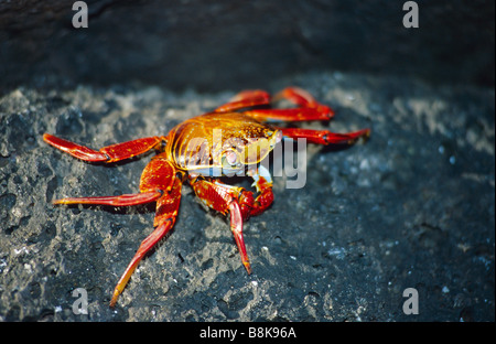Sally Lightfoot, Crabe Grapsus grapsus