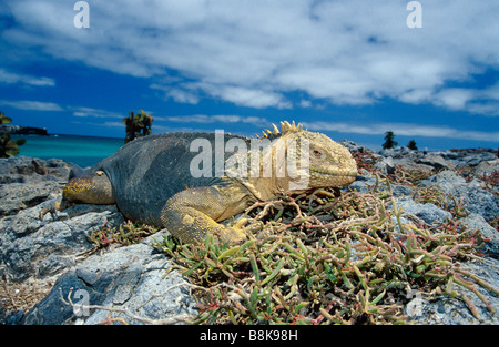 Conolophus subcristatus, mâle, iguane terrestre des Galapagos Banque D'Images