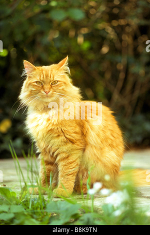 Chat domestique, Red-tabby chat Persan Longhair (Felis catus, Felis silvestris) assis sur la terrasse Banque D'Images