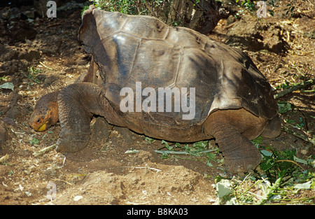 Geochelone elephantopus nigra tortue géante Banque D'Images