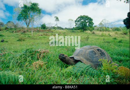 Geochelone elephantopus nigra tortue géante des Galapagos, Equateur Banque D'Images