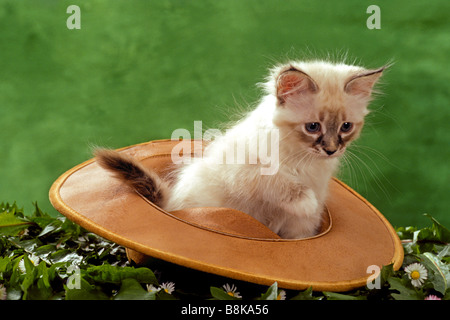 Chat domestique (Felis catus, Felis silvestris), race : Birman, chaton assis dans un chapeau Banque D'Images