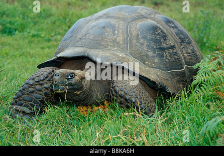 Geochelone elephantopus nigra tortue géante des Galapagos, Equateur Banque D'Images