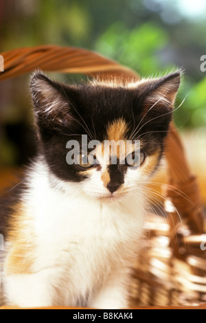 Chat domestique, European Shorthair (Felis catus, Felis silvestris), portrait d'un chaton Banque D'Images