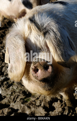 Stock photo d'un vieux cochon Gloucester Place dans son domaine Banque D'Images