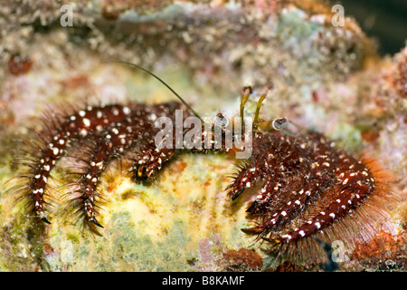 Dardanus megistos shell crabe dans l'océan Indien aux Maldives l'atoll d'Addu Banque D'Images