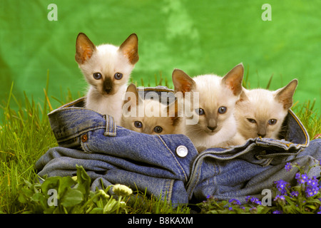 Chat Siamois, chat domestique (Felis catus, Felis silvestris). Chaton dans une paire de jeans Banque D'Images