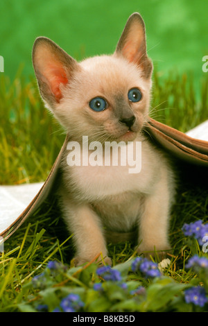 Chat Siamois, chat domestique (Felis catus, Felis silvestris), chaton à la soustraire à un journal Banque D'Images