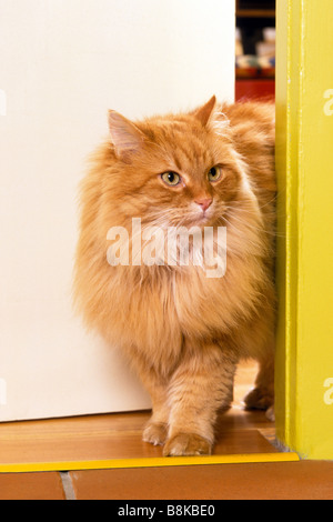 Chat domestique, Red-tabby chat Persan Longhair (Felis catus, Felis silvestris) entrée par la porte d'une chambre Banque D'Images