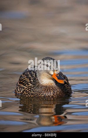 Canard colvert Anas platyrhynchos platyrhynchos femelle en plumage nuptial parfait nageant à la Harlem Meer dans Central Park NYC Banque D'Images