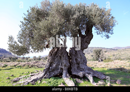 Grèce GOLFE DE SAROS EGINA ISLAND UN ANCIEN ARBRE D'OLIVE CREUX Banque D'Images