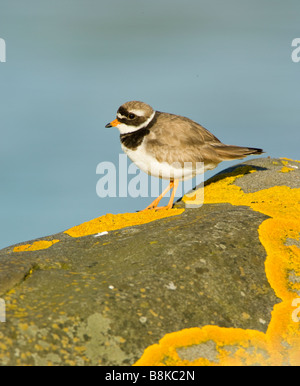 Gravelot Charadrius hiaticula, sur les zones côtières, du rock avec du lichen jaune, sur l'île de Jura, en Écosse. Banque D'Images