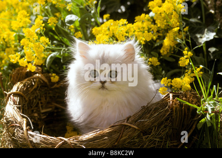 Chat persan chinchilla Silver, Persan Longhair (Felis catus, Felis silvestris), chaton dans un panier Banque D'Images