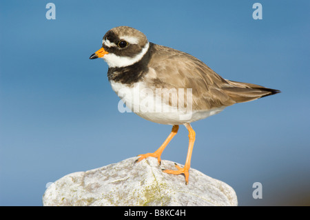 , Gravelot Charadrius hiaticula, sur l'île de Jura, en Écosse. Banque D'Images