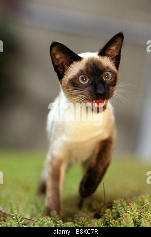 Chat Siamois, chat domestique (Felis catus, Felis silvestris), des profils à marcher vers l'appareil photo Banque D'Images