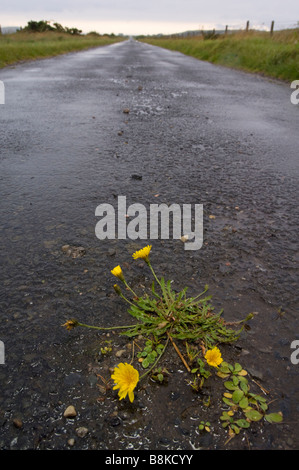 L'oreille de chat commun fleurs, Hypochaeris radicata, poussant sur une route près de Loch Gorm sur l'île d'Islay, en Écosse. Banque D'Images