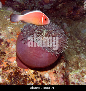 Putois poissons clowns Amphiprion nigripes et manger océan Indo pasific Anémone Banque D'Images