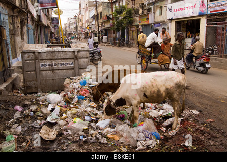 Inde Madurai Tamil Nadu à l'ouest de la rue sur l'alimentation des vaches Avani corbeille à côté de road Banque D'Images