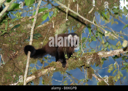 Singe capucin brun en arbre, forêt de nuages, Pérou (entre Cuzco et Manu) Banque D'Images