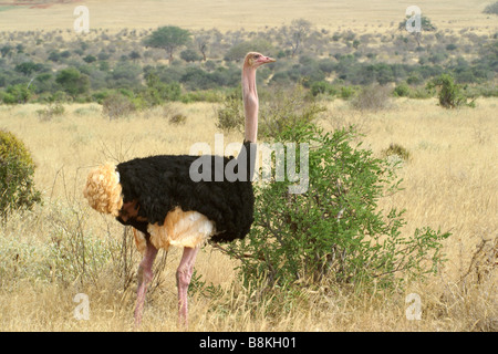 Autruche Masaï mâle sur les herbages, l'Est de Tsavo National Park, Kenya Banque D'Images