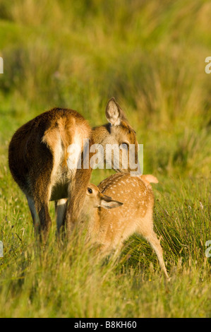 Red Deer (Cervus elaphus, jeune ou d'un veau de lait de sa mère. Banque D'Images