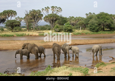 Les éléphants d'alcool au sein d'Ewaso (Uaso Nyiro), Samburu, Kenya Banque D'Images