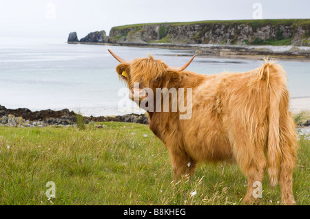 Une vache de race Highland à la baie et plage de sable blanc à nam Feannag Traigh, près de l'Inver sur l'île de Jura, en Écosse. Banque D'Images