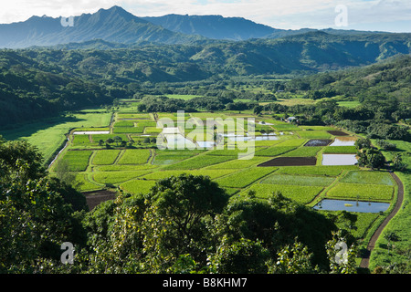 Les champs de taro le long de la rivière North Hanalei Kauai Hawaii USA Banque D'Images