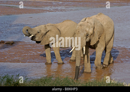 Les éléphants de boire à river, Samburu, Kenya Banque D'Images