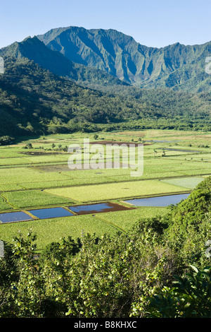 Les champs de taro le long de la rivière North Hanalei Kauai Hawaii USA Banque D'Images