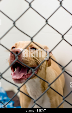 Nez rouge pit bull dans un refuge Banque D'Images