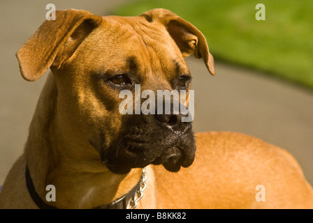 pit-bull cross Banque D'Images