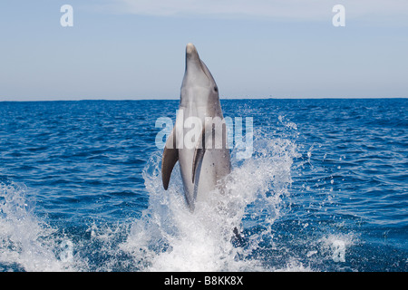 Grand dauphin Tursiops truncatus Mer des Caraïbes Honduras Banque D'Images