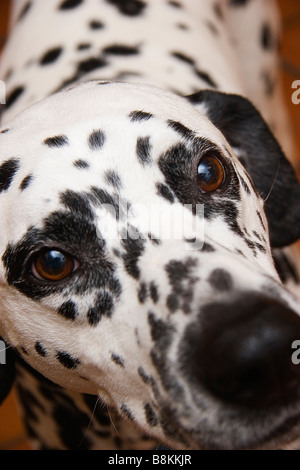 Un gros plan d'un visage chiens dalmatien Banque D'Images