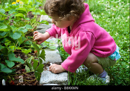 Enfant se penche pour cueillir des fraises d'un jardin à la maison Banque D'Images