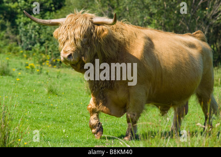 Un taureau de race Highland, une partie de l'Inver troupeau, ou se coucher, sur l'île de Jura, en Écosse. Banque D'Images