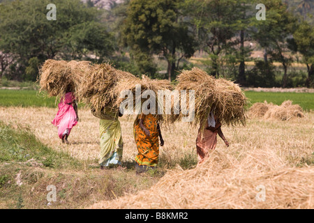 L'Inde Tamil Nadu temps de récolte quatre femmes portant récolte de riz pour le battage Banque D'Images