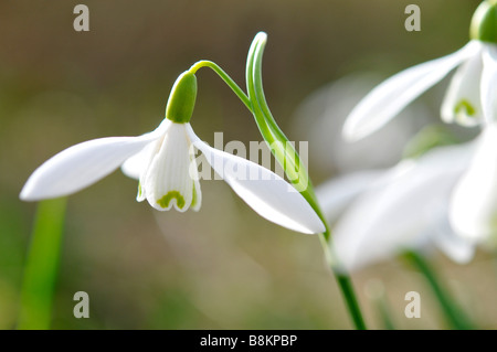 Perce-neige hiver close up flower spring england uk blanc naturel sauvage de l'ampoule Banque D'Images