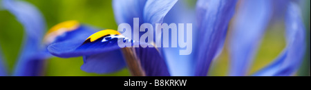 Iris reticulata 'harmonie' pétales vue panoramique Banque D'Images