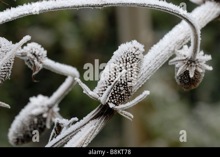 Dipsacus Fullonum Fullers Teasel dans Frost, Pays de Galles, Royaume-Uni. Banque D'Images