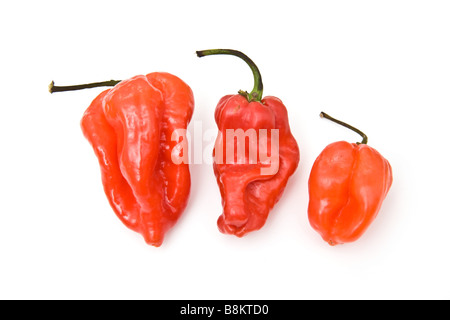 Les Indiens de l'Ouest les piments Scotch Bonnet isolated on a white background studio Banque D'Images