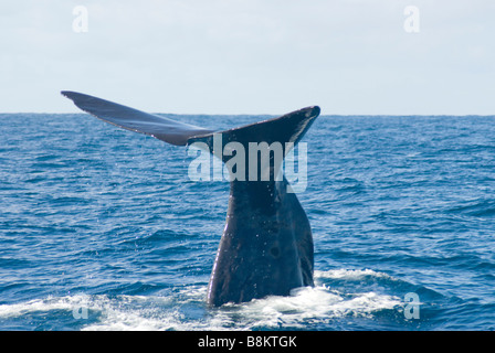 Cachalot plongée, Kaikoura, île du Sud, Nouvelle-Zélande Banque D'Images