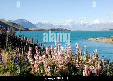 Lupin à côté de Lac Tekapo, Tekapo, McKenzie, Canterbury, pays du sud de l'île du Sud, Nouvelle-Zélande Banque D'Images