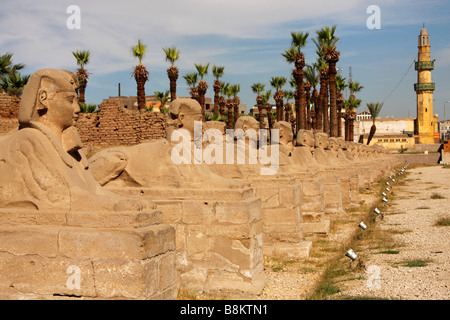 Avenue de sphinx et la mosquée minaret à l'extérieur du temple de Louxor, Egypte, [Afrique du Nord] Banque D'Images