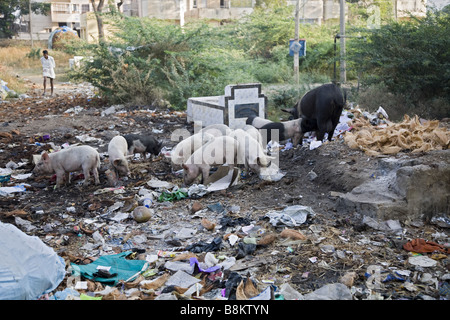 Refuser de manger les cochons en Inde Banque D'Images