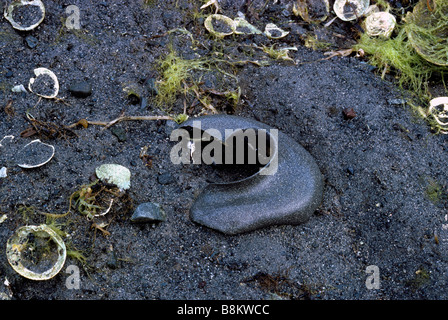 Collier de sable la masse des oeufs de la Lune Lewis (Escargot Euspira Polinices lewisii - anciennement lewisii) Banque D'Images